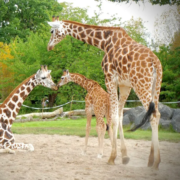 Photo of Chester Zoo in Chester from Google Places 2
