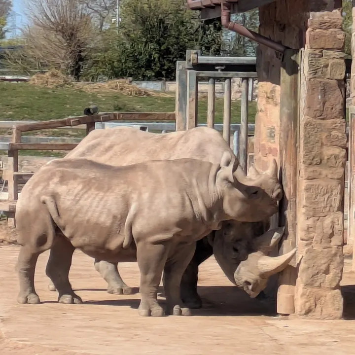 Photo of Chester Zoo in Chester from Google Places 3