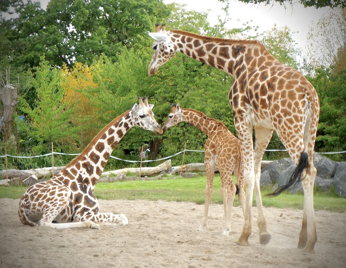 Chester Zoo Google photo 2