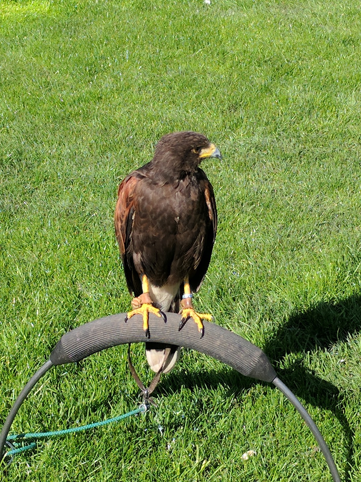 Chester Cathedral Falconry and Nature Gardens Google photo 3